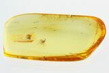 Detailed Fossil Parasitoid Wasps (Braconidae) in Baltic Amber #315307-1
